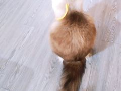 -猫十亿·布偶金渐层·曼基康矮脚猫舍(青年路店)