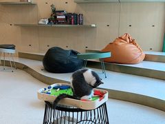 -飞行喵MR PILOT|猫舍·猫咖(静安大融城店)