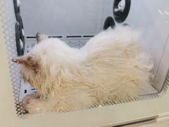-钦宠·猫咪售卖·洗护·寄养(东圃旗舰店)