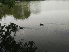 -西湖外事游船(花港观鱼码头)