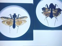 -上海昆虫博物馆