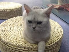 -喵的天空名猫咖啡馆·撸猫·猫舍·用品