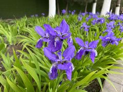 -大兴滨河森林公园