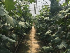 -马陆小张葡萄园农家乐