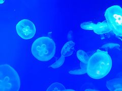 -成都浩海立方海洋公园