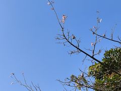 -美的鹭湖森林度假区