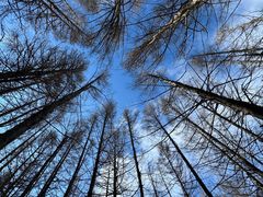 -塞罕坝国家级自然保护区