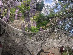 -喵屿·大理花园猫咖