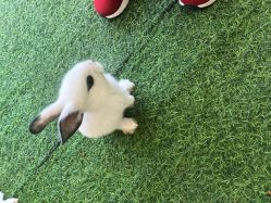 -萌宠亲子动物乐园(槐房万达店)