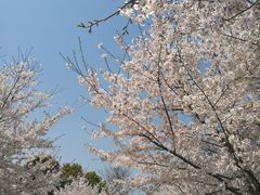 -高东镇樱花园