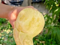 -老袁家蜜桃农场·阳山水蜜桃