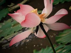 -八大山人梅湖景区