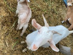 -马陆小张葡萄园农家乐