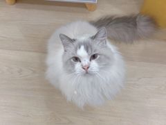-有喵·猫咖·狗咖·30几只猫10只小狗(岗厦店)