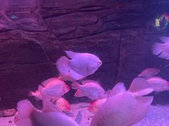 -蓬莱欧乐堡海洋极地世界