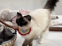 -共舞时光猫咖·狗咖(新街口店)