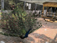 -长白岛森林公园