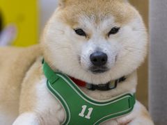 -柴迷FANS CLUB·柴犬狗咖·猫咖
