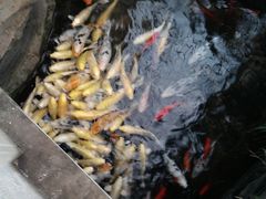 -绿色时代大酒店