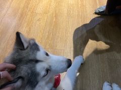 -Husky Go! 哈士奇体验馆·宠物咖啡厅狗咖