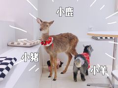 -怪兽屋·羊驼·猫咖·狗咖(俊华广场店)