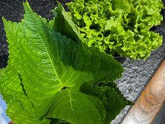 -四斤烤肉(东戴河孟家店)