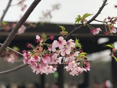 -顾村公园