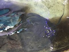 -老凯俚酸汤鱼(鸿通城店)