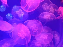 -北海海底世界