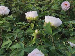 -洛阳市隋唐城遗址植物园