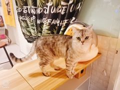 -平行世界·猫咖(首经贸店)