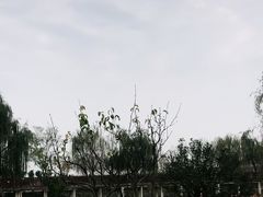 -空港花田景区