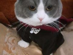 -70cat德文卷毛猫·缅因猫纯种猫舍