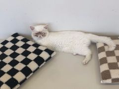 -怪兽屋·羊驼·猫咖·狗咖(俊华广场店)