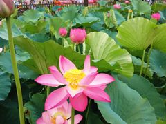 -莲花池公园