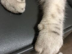 -小杨烤肉(朱雀店)