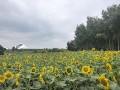 -哈尔滨大剧院
