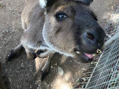 -费瑟代尔野生动物园