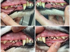 -FAELING PETS美天灵宠物(富力广场店)