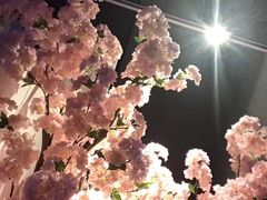 -樱花里音乐餐吧·牛扒椰子鸡(东圃店)