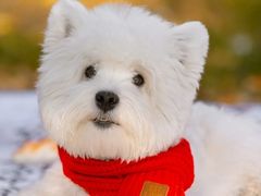 -萌宠之家·腊肠犬·马尔泰·小体犬舍