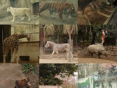 -成都动物园