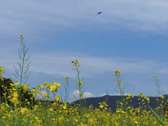 -光明小镇欢乐田园