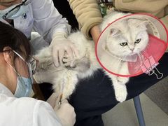 -中国农业大学动物医院