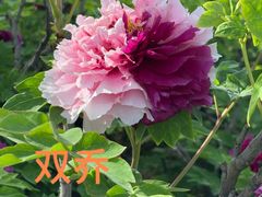 -洛阳市隋唐城遗址植物园