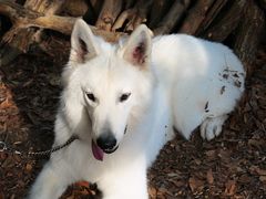 -南宁良凤江国家森林公园