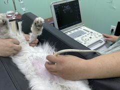 -宠颐生猫科·内科皮肤科(西平世纪城店)