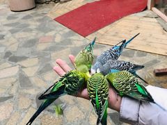 -南宫五洲植物乐园