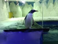 -郑州银基冰雪世界