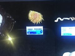 -贝壳梦幻世界